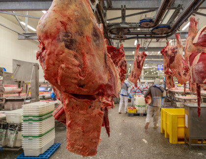 Black Angus Carcasses In Processing Line Of Deboning Hall.