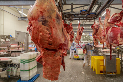 Black Angus Carcasses In Processing Line Of Deboning Hall.