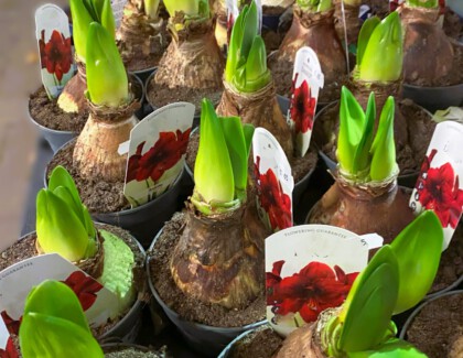 Amaryllis Bulbs For Sale