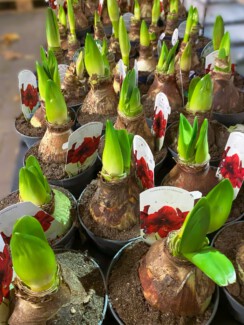 Amaryllis Bulbs For Sale