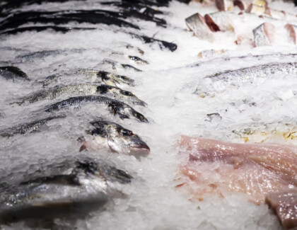 Different Varieties Of Fish Sprinkled With Ice On The Counter. Sale