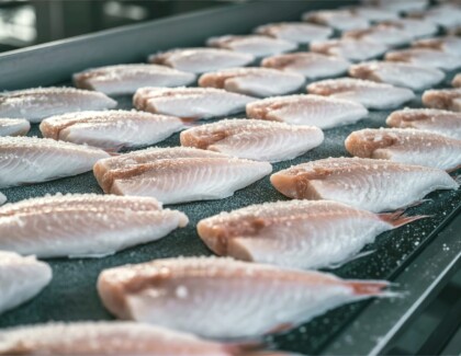 Frozen Fish Fillets Lined On Conveyor. Seafood Processing Factory Scene