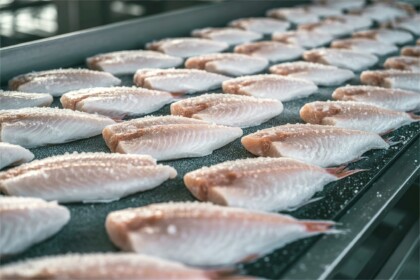 Frozen Fish Fillets Lined On Conveyor. Seafood Processing Factory Scene