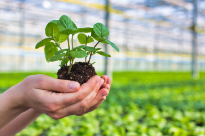Hands Of Female Botanist Holding Seedling In Plant Nursery